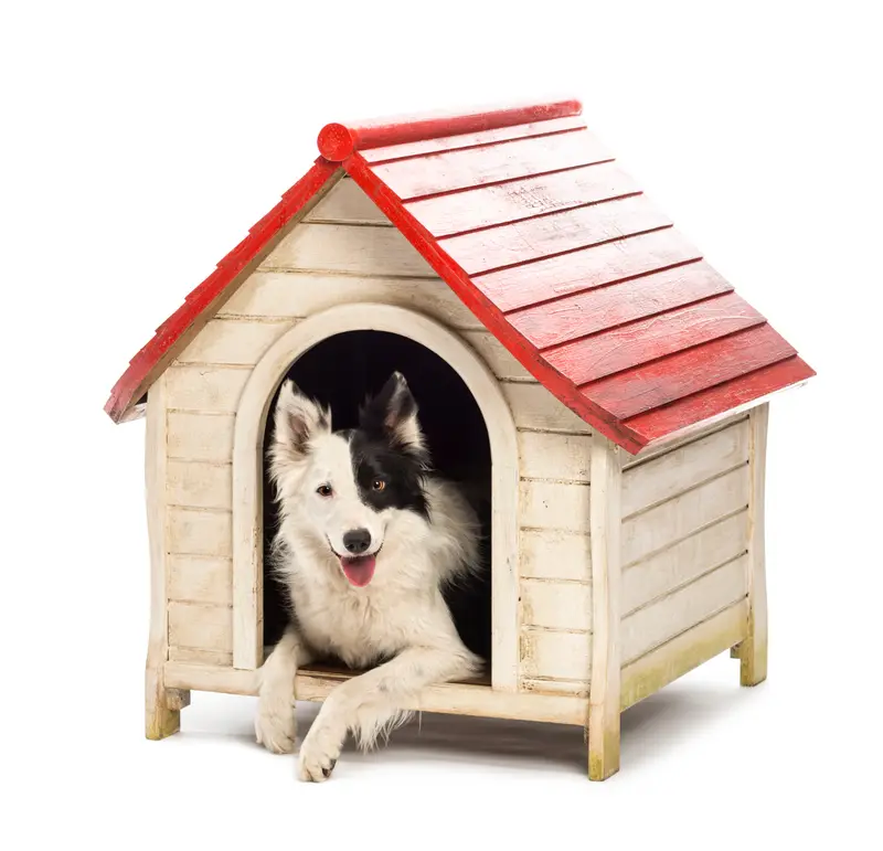 Comment construire une niche isolée et sûre pour un chien de grande taille