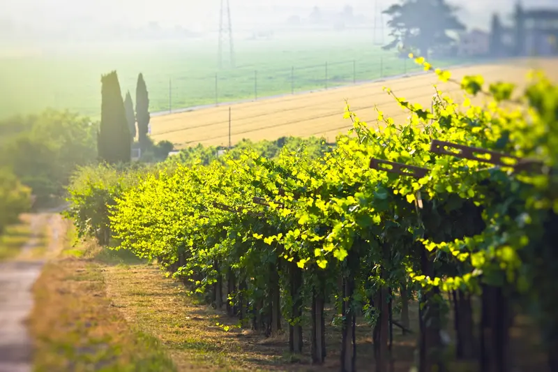 Microclimats en Bourgogne : leur impact décisif sur la vinification des vins