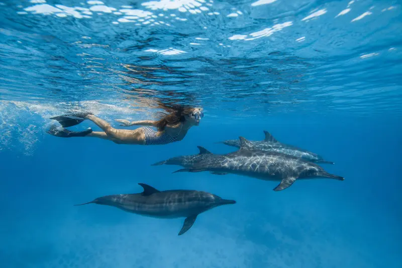 Nager avec des dauphins libres : comment réserver une sortie éthique et sûre