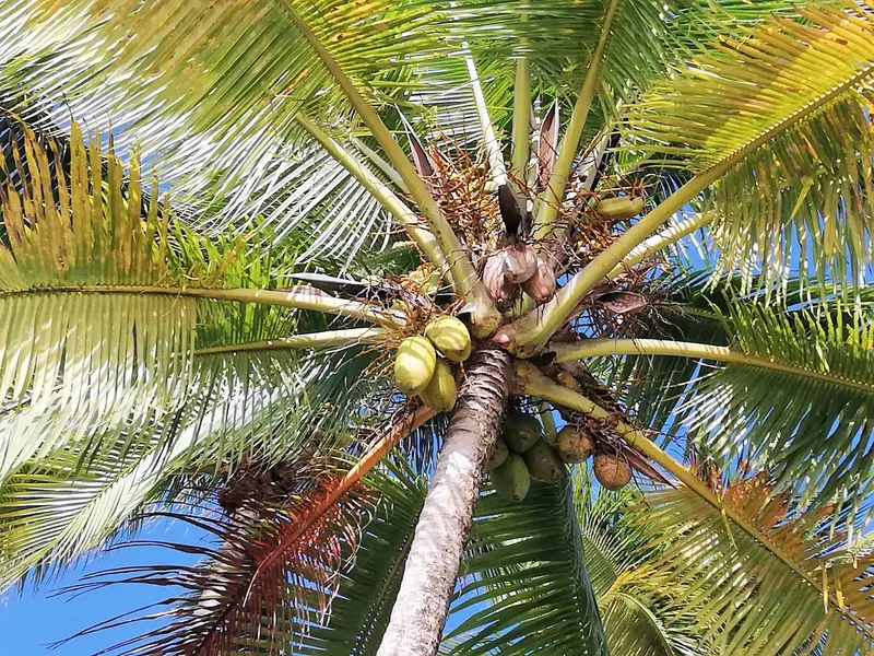 Quelle est la meilleure période pour partir en Guadeloupe ?