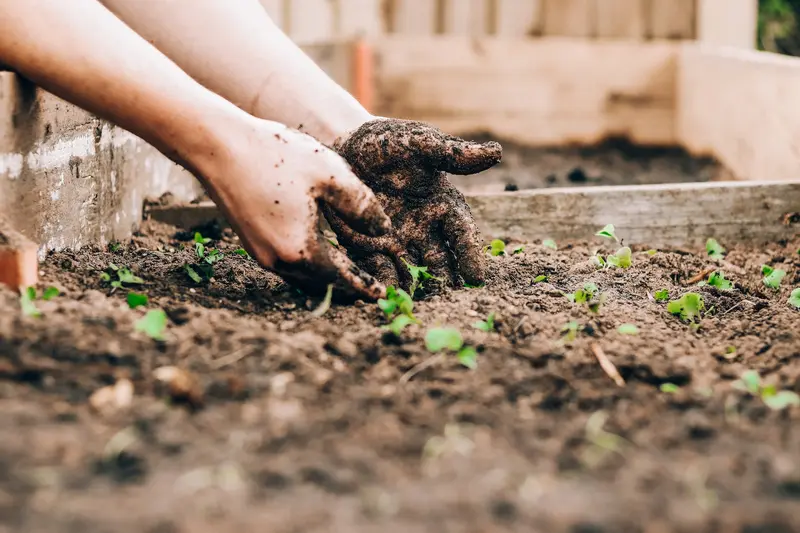 Que cultiver au potager en mars pour récolter abondamment ?