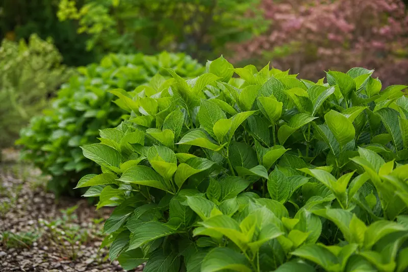 Hortensia qui ne fleurit pas alors qu'il a été bien taillé : les vraies causes et comment le faire refleurir