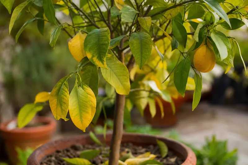 Les feuilles de mon citronnier jaunissent et tombent : les causes possibles et comment réagir