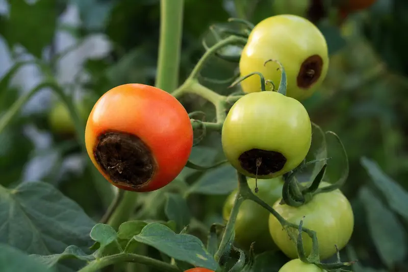 Les tomates ont le fond noir avant de mûrir : pourquoi la pourriture apicale apparaît, et comment l'arrêter