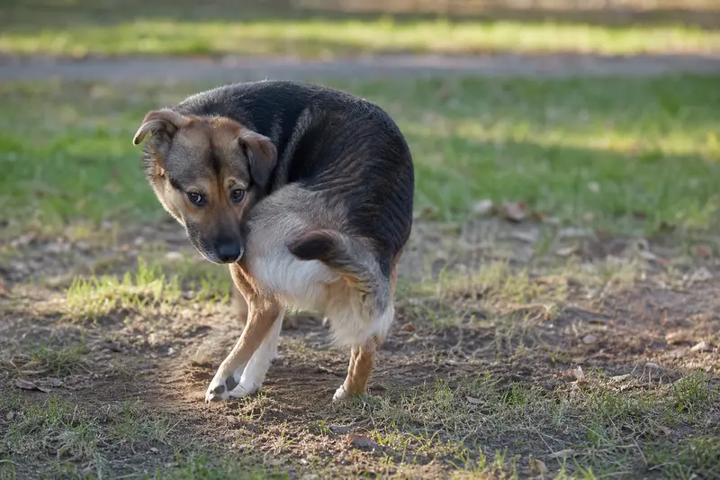 Pourquoi mon chien tourne-t-il plusieurs fois en rond avant de s'allonger ou de faire ses besoins
