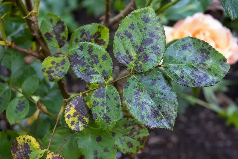 Les feuilles du rosier ont des taches noires et jaunissent : la maladie des taches noires, et comment l'arrêter