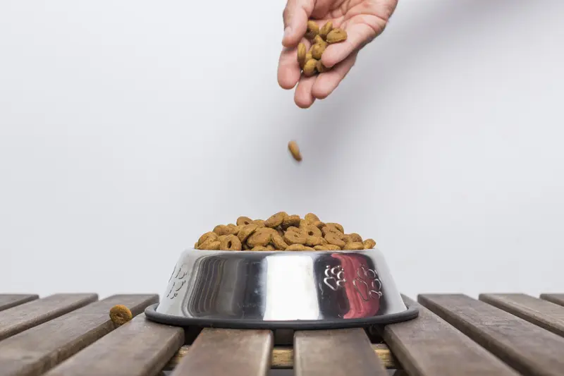 Croquettes vétérinaires pour chien : comment bien les intégrer à son alimentation